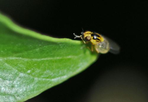 Chloropinae
